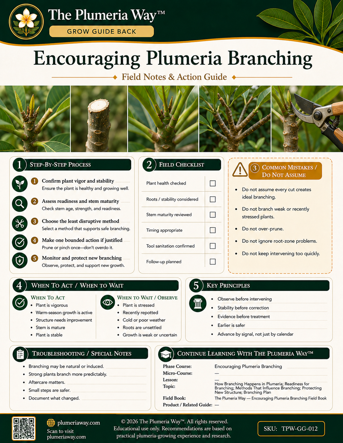 The Plumeria Way™ Grow Guide — Encouraging Plumeria Branching - Image 3