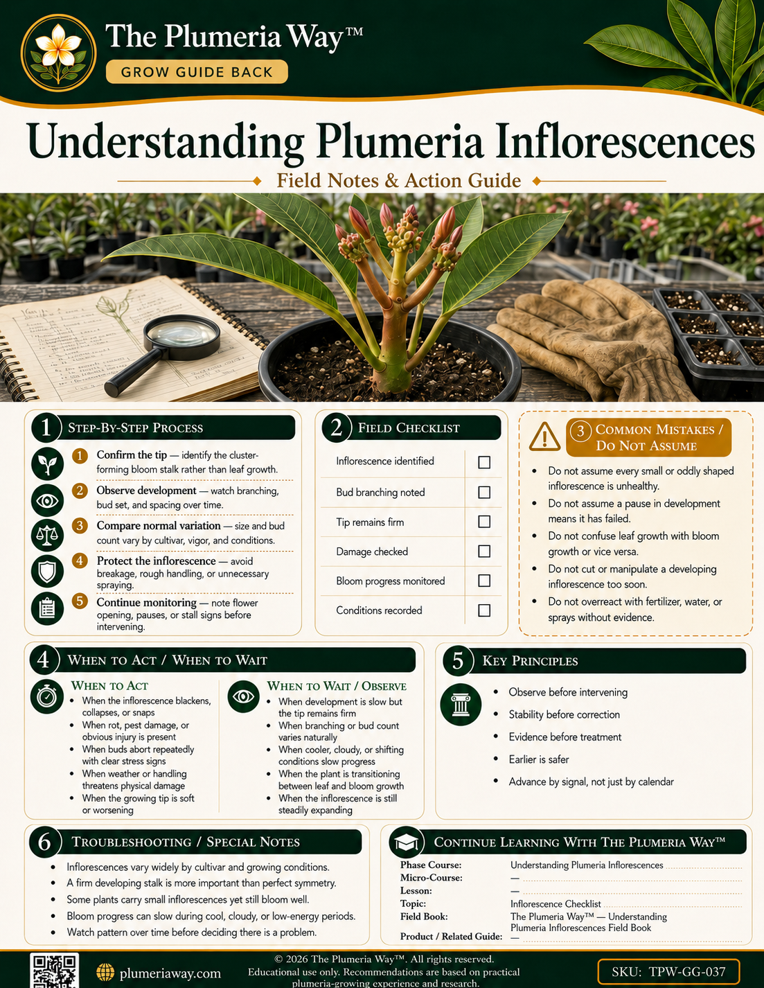 The Plumeria Way™ Grow Guide — Understanding Plumeria Inflorescences - Image 3