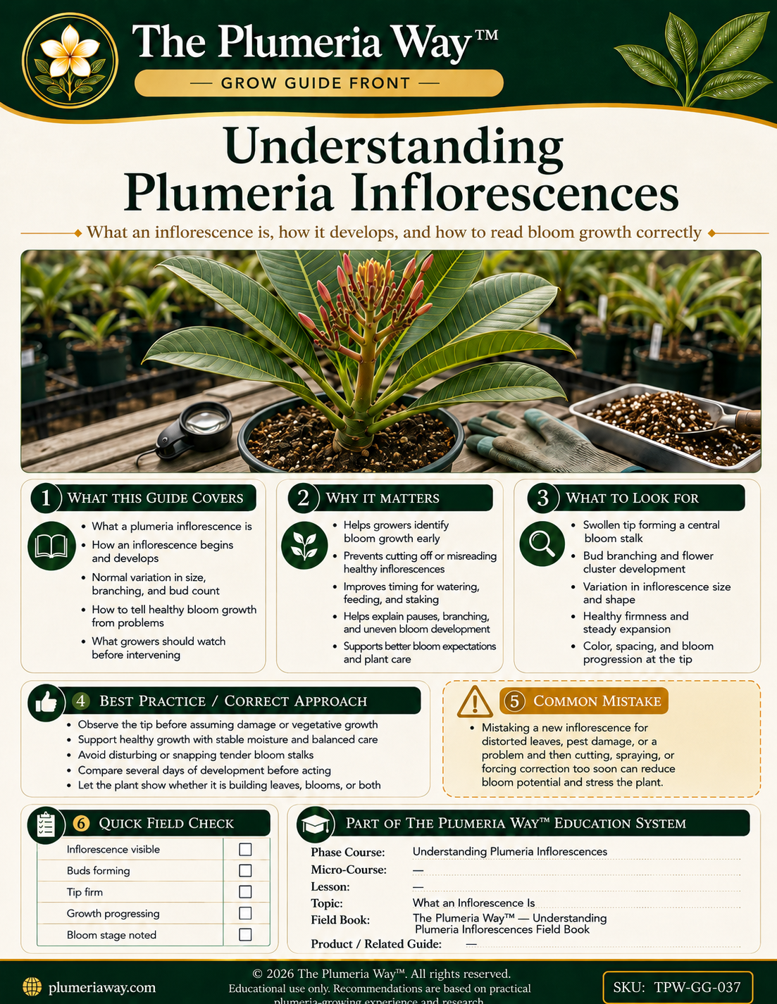 The Plumeria Way™ Grow Guide — Understanding Plumeria Inflorescences - Image 2