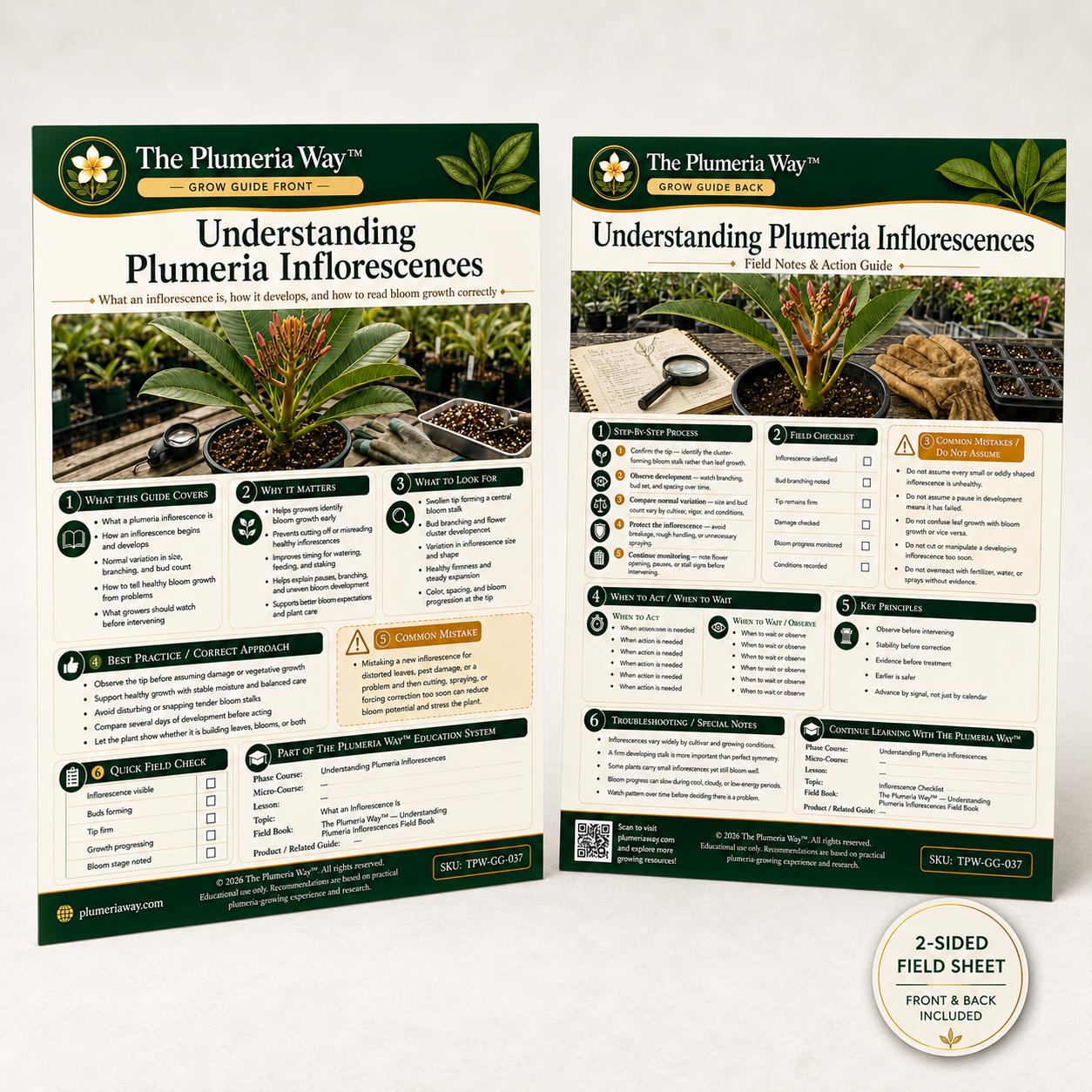 The Plumeria Way™ Grow Guide — Understanding Plumeria Inflorescences