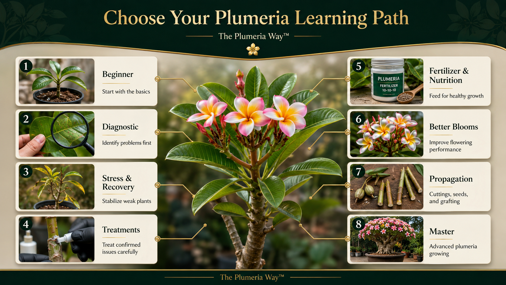 The Plumeria Way learning paths infographic showing beginner, diagnostic, recovery, treatments, fertilizer, blooms, propagation, and master plumeria learning paths.