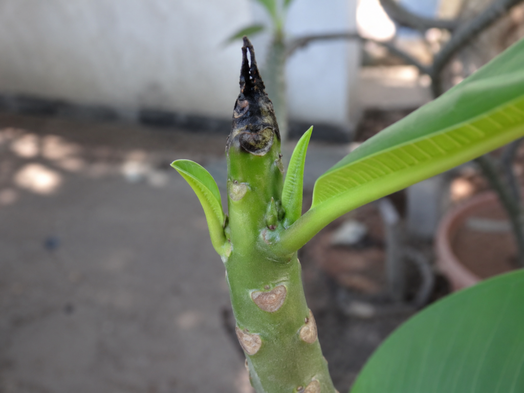Potted plumeria with a darkened growing tip being inspected for black tip symptoms